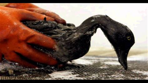 Oil Spills Affecting Marine Life Youtube