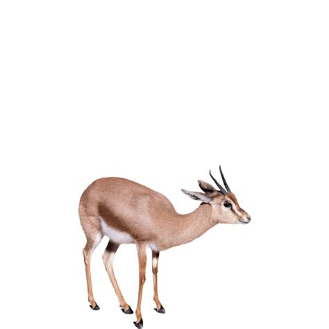 gazelle