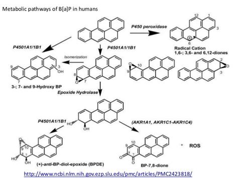 Benzo A Pyrene