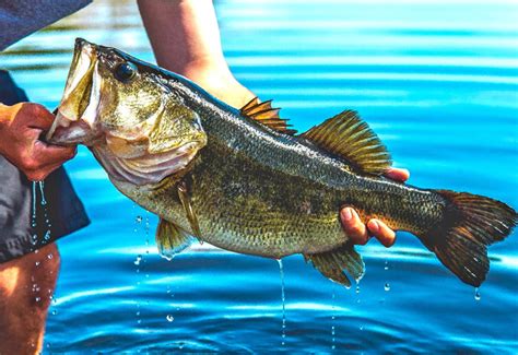 Fwc Approves Production Sale Of Florida Largemouth Bass As Food Product