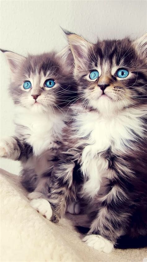 Blue Eyed Twins Kittens Cutest Cute Kittens Wallpaper Kitten Wallpaper