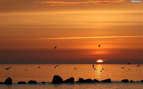 Morze Zachód Słońca Ptaki