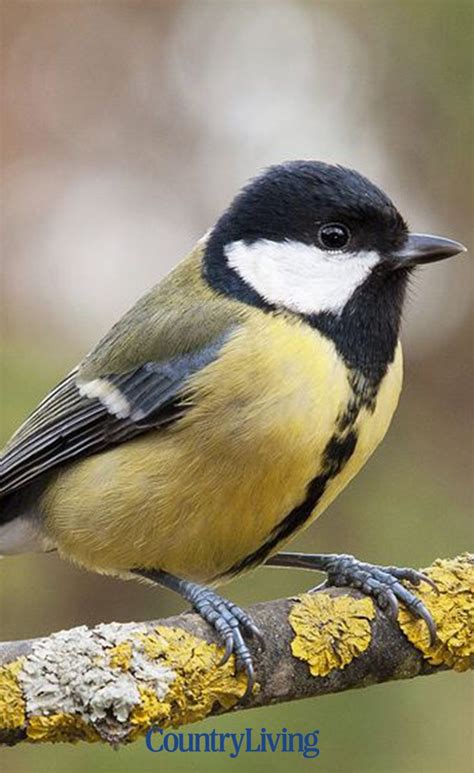 12 Common British Garden Birds You Can Spot In Your Garden