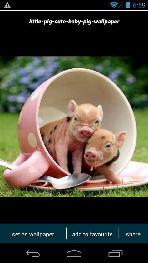 Cute Baby Pigs Wallpapers Top Free Cute Baby Pigs Backgrounds