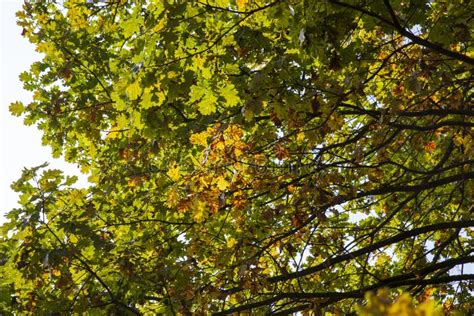 Oak Foliage Turning Yellow In Autumn During Leaf Fall Stock Photo