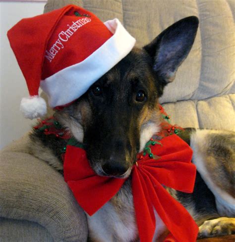 Majorfotor 2997×3092 Christmas Dog German Shepherd Dogs