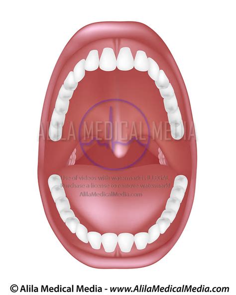 Alila Medical Media Dental And Oral Cavity Images