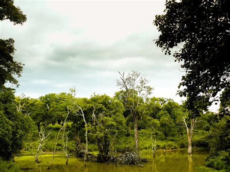 Forest Lake Kunal Mukherjee Flickr