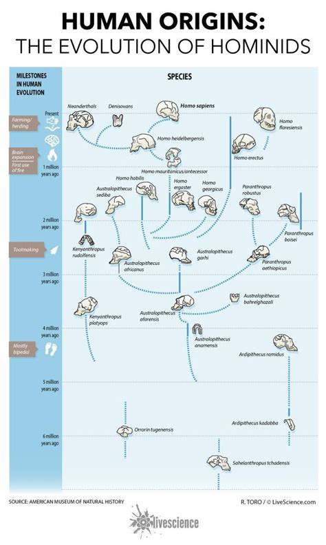 Human Origins How Hominids Evolved Infographic Evolution Human