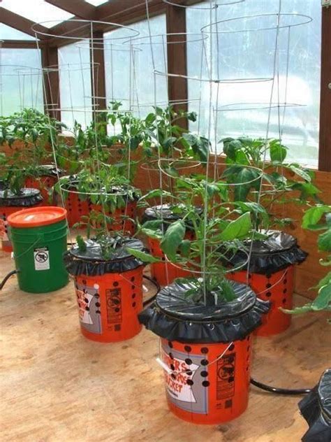 How To Grow Tomatoes In 5 Gallon Buckets Turn The 5 Gallon Bucket Over