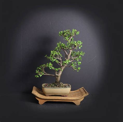 Dwarf Jade Bonsai Tree Africa Bambada Bonsai Collection From