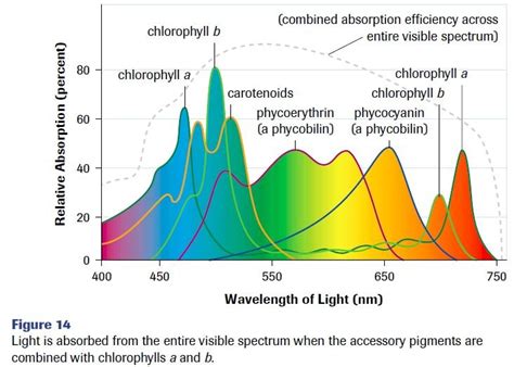 Photosynthetic Pigments Diagram Quizlet