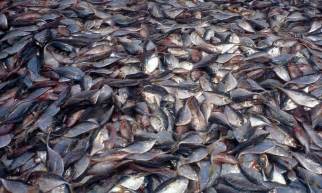 Overfishing Photos Wwf