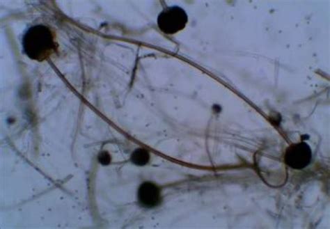 Maybe you would like to learn more about one of these? Isolation and Identification of Egyptian Ras Cheese (Romy ...