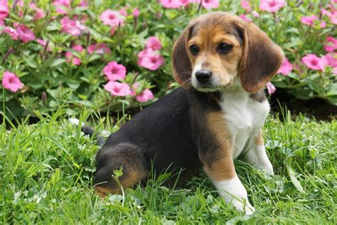 It is because of their ability to hunt along with their very cheerful. Beagle Puppy For Sale Millersburg OH Female Mindy - AC ...