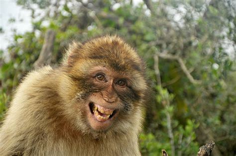 Best Laughing Monkey Stock Photos Pictures And Royalty Free Images Istock