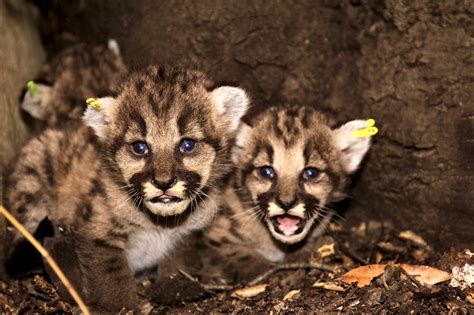 Mountain Lion Baby Boom Hits The Hills Of Los Angeles