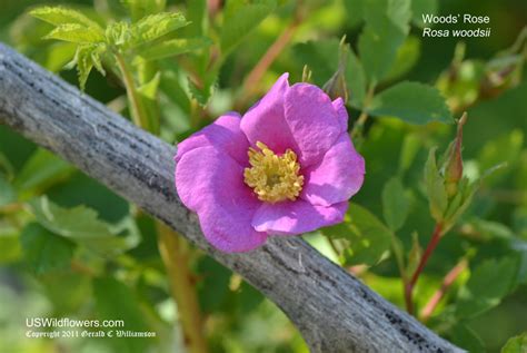 Terri barnes and mike berkley specialize in native plants that are the bees' knees. US Wildflower - Woods Rose, Common Wild Rose, Mountain ...