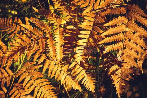 Dried Fern Leaves Stock Photo Image Of Autumn Halloween 78642374