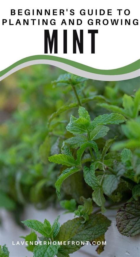 How To Grow And Harvest Mint Growing Mint Mint Plant Care Planting