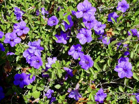 Arizona's flowering plants bloom at various times of year, although the spring wildflower season is generally the best time of the 16 species of salvia found in arizona, the desert variety is by far the most widespread. Purple Flowering, Beautiful, Fuss-Free Shrub - Ramblings ...