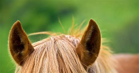 Watching Ear Position How To Get Your Horse To Pay Attention To Your