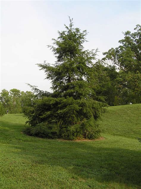 Eastern Hemlock Native Trees Of Indiana Purdue Fort Wayne