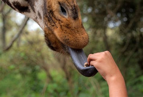 Gray Animal Tongue Photo Free Nairobi Image On Unsplash