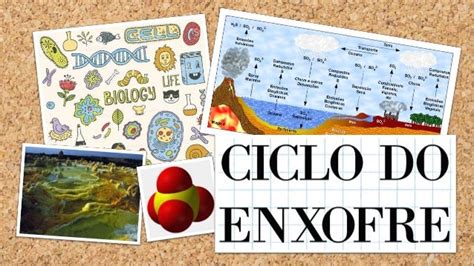 Biologia Ciclo Do Enxofre