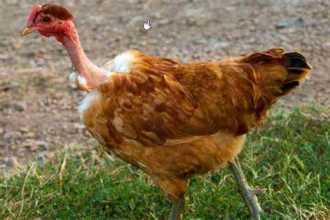 Razas De Gallinas Tipos De Gallinas Y Sus Características