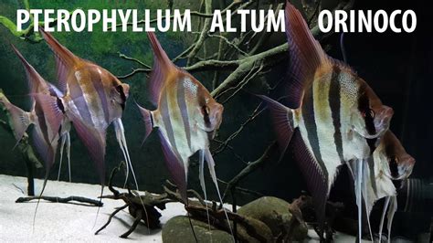 Pterophyllum Altum Orinoco My Amazing Underwater World Aquarium