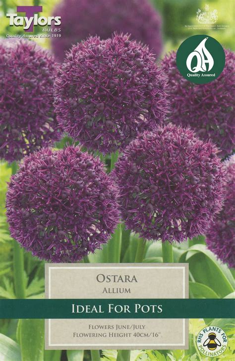 Allium Ostara 5 Bulbs Per Pack Merryhatton Garden Centre