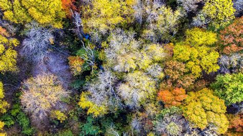 Aerial View Of Colorful Autumn Trees Forest Hd Nature Wallpapers Hd