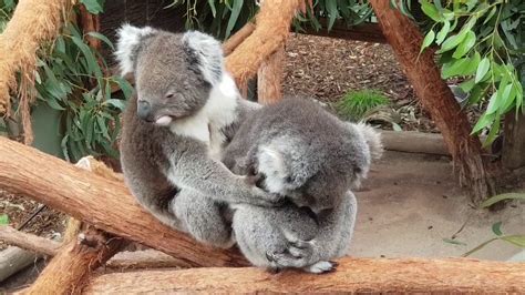 Koala Hugging His Wife Youtube