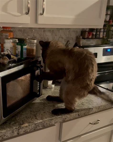 Cat Vs Microwave 😹 House Cat Proof That Child Locks Work On Cats As