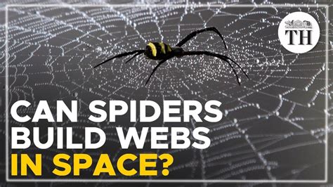 Can Spiders Weave Webs Without Gravity Youtube