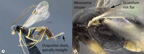 Key To Afrotropical Pristomerus Species Waspweb