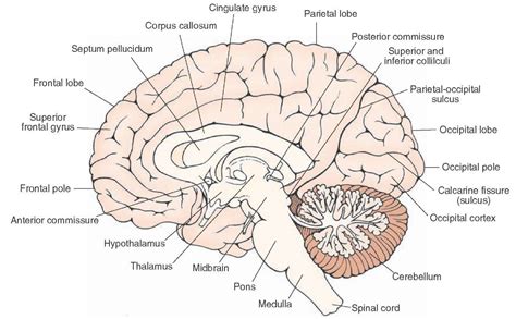 Overview Of The Central Nervous System Gross Anatomy Of The Brain Part 1