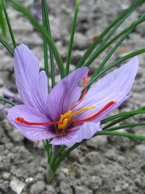 Crocus Sativus Saffron Crocus World Of Flowering Plants