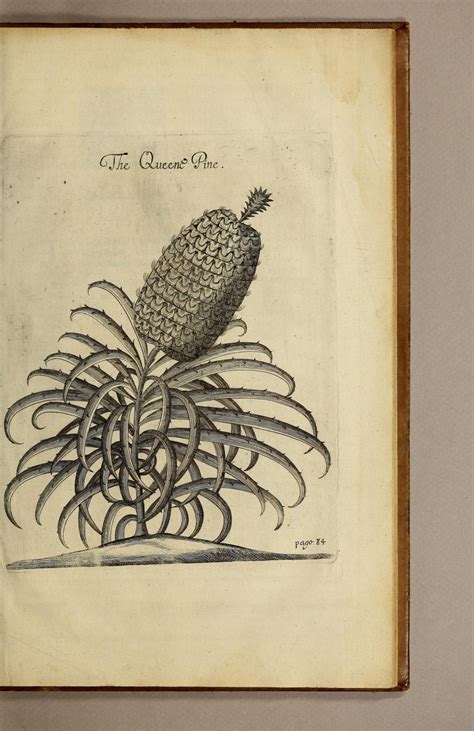 The Prickly Meanings Of The Pineapple Smithsonian Libraries Unbound