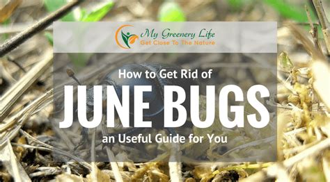 How To Get Rid Of June Bugs An Useful Guide For You