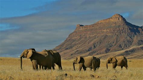 Bbc Two Natural World 2007 2008 Elephant Nomads Of The Namib Desert