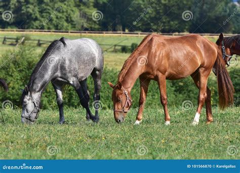 Dappled Grey And Chestnut Horses Stock Photo Image Of Green Czech