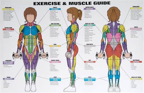 best exercises targeting each muscle group workout chart exercise workout posters