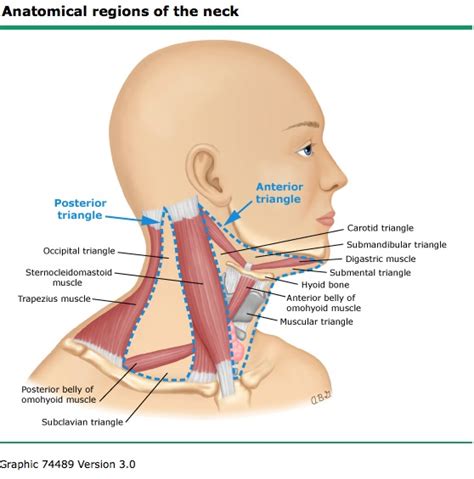 Back Of Neck Anatomy Lymph Overview Of The Head And Neck Region Amboss