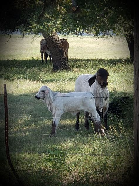 Sardo Negro Brahma Bull Calf And Heifer At The Vhr Ranch In Ledbetter