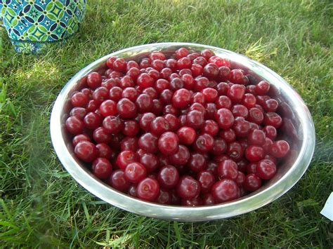 What Are Montmorency Cherries Eat Like No One Else