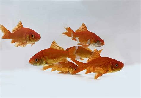 32 Popular Types Of Goldfish Varieties You Can Have At Home
