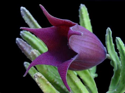 Purple succulents are very popular not only because they are attractive but also because they are very versatile. Stapelia leendertziae (Black Bells) | World of Succulents