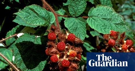 Plant Of The Week Japanese Wineberry Gardening Advice The Guardian
